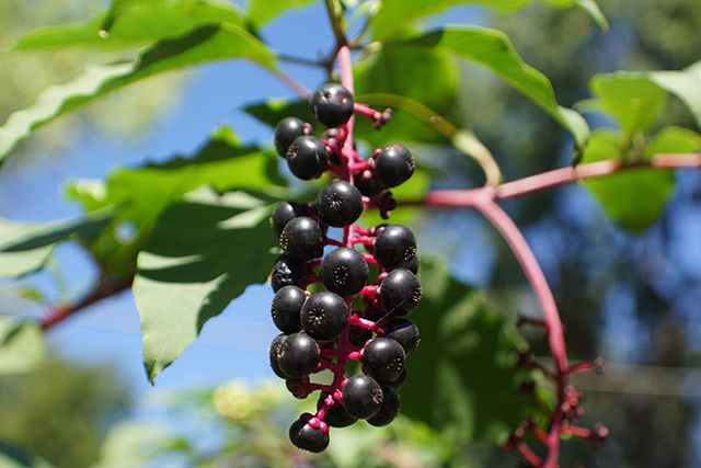 elderberries-5