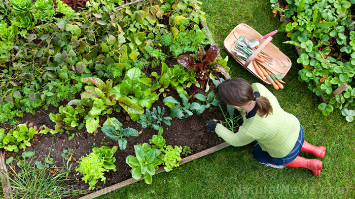 Girl-Plants-Vegetable-Garden