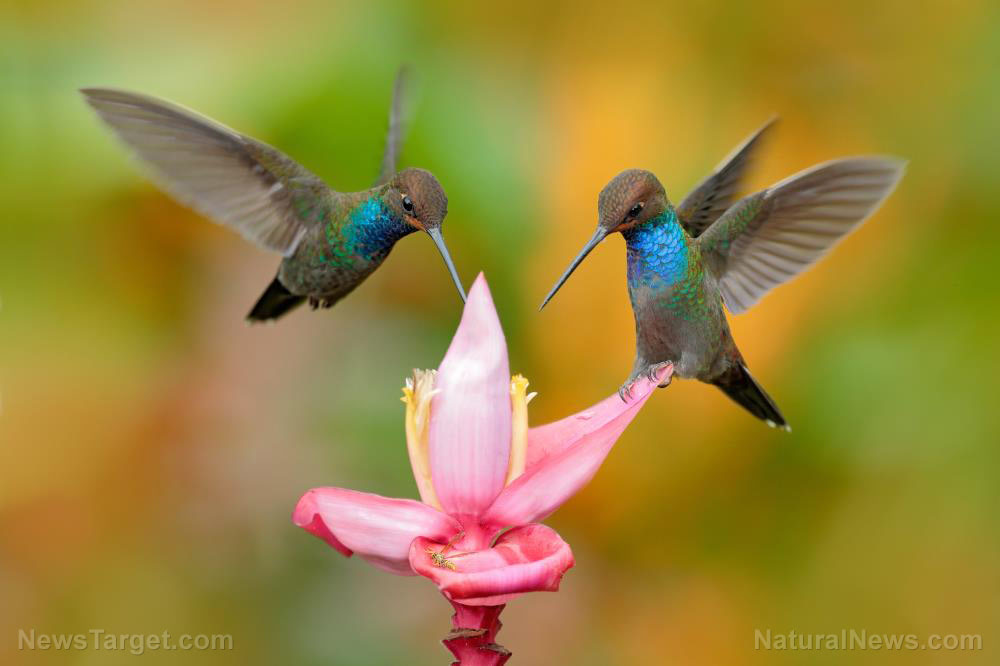Hummingbird-Food-Sabrewing-Colombia-Ecuador-Exotic-Flower