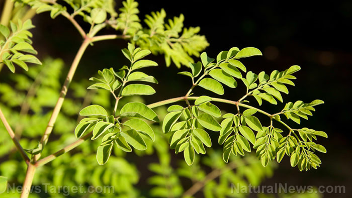 Moringa-Tree-Leaves