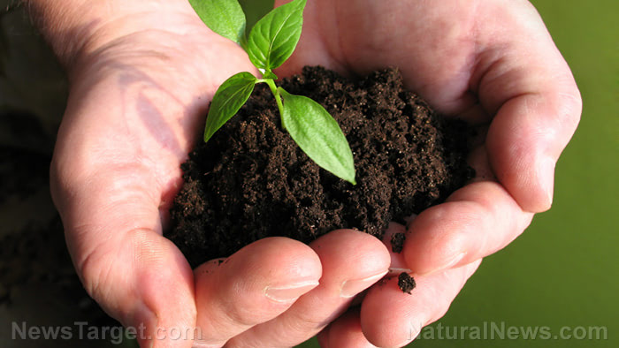 Plant-Seedling-Hands-Soil