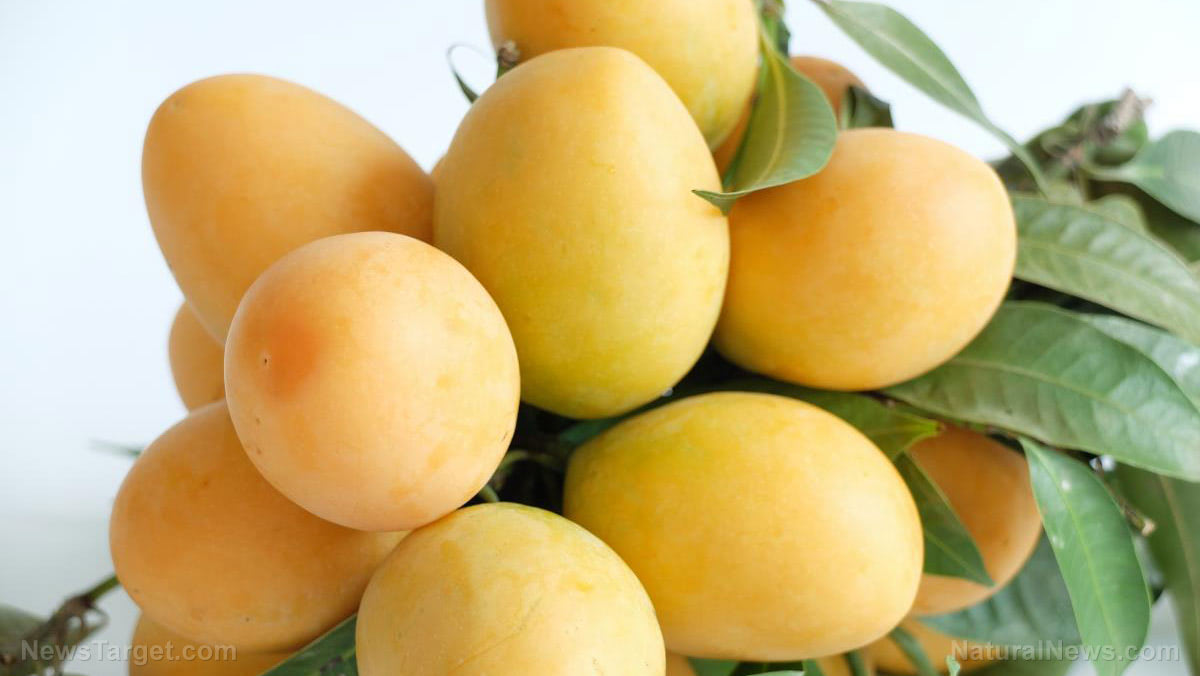 Plum-Mango-Fresh-01