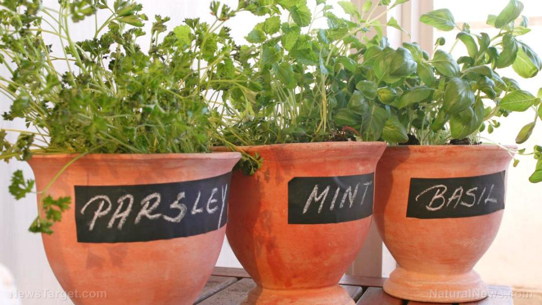 Pots-Grow-Herbs-Parsley-Mint-Basil