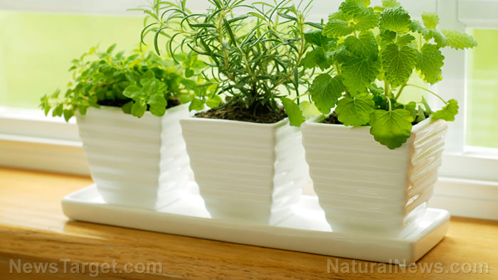 Potted-Plants-Window-Home-Garden-Leaves