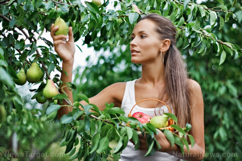 Woman-Picking-Fruit-Tree-Pears-Nature-1