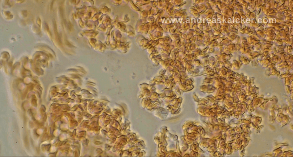 blood cells being flooded with oxygen from ClO2, instantly reducing clotting / coagulation