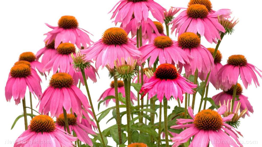 Echinacea offers herbal relief for multiple sclerosis symptoms