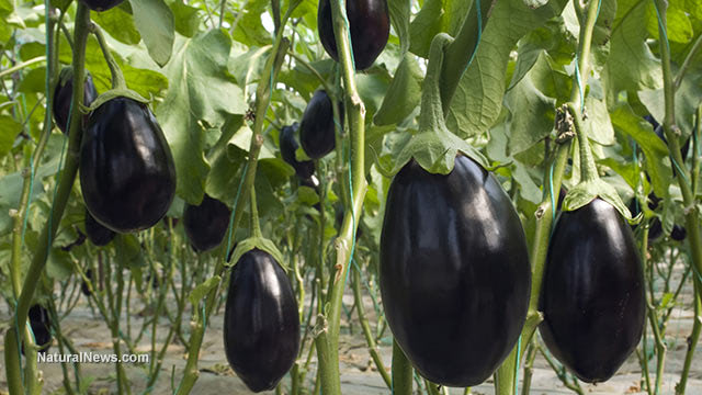 The mighty Eggplant: An underrated superfood with ancient roots