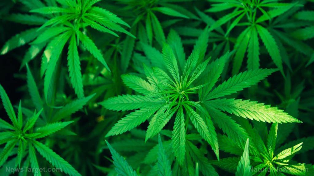 African hemp boosts sperm quality, improves antioxidant levels