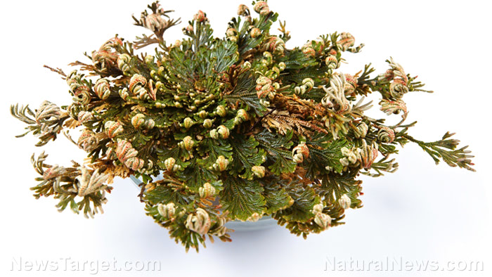 Compounds in lung moss can potentially treat even drug-resistant candida infections