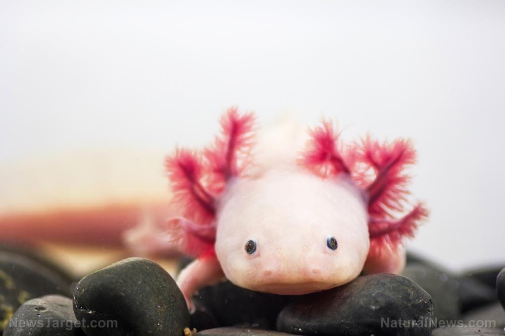 Research reveals: Humans have a “salamander-like regenerative capacity” to regrow cartilage in joints