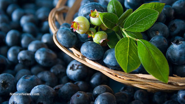 Blueberries Lower High Cholesterol and Boost Cardiovascular Health