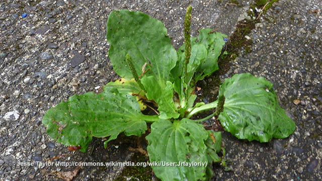 Plantain, a common driveway weed, is one of nature's most powerful medicines
