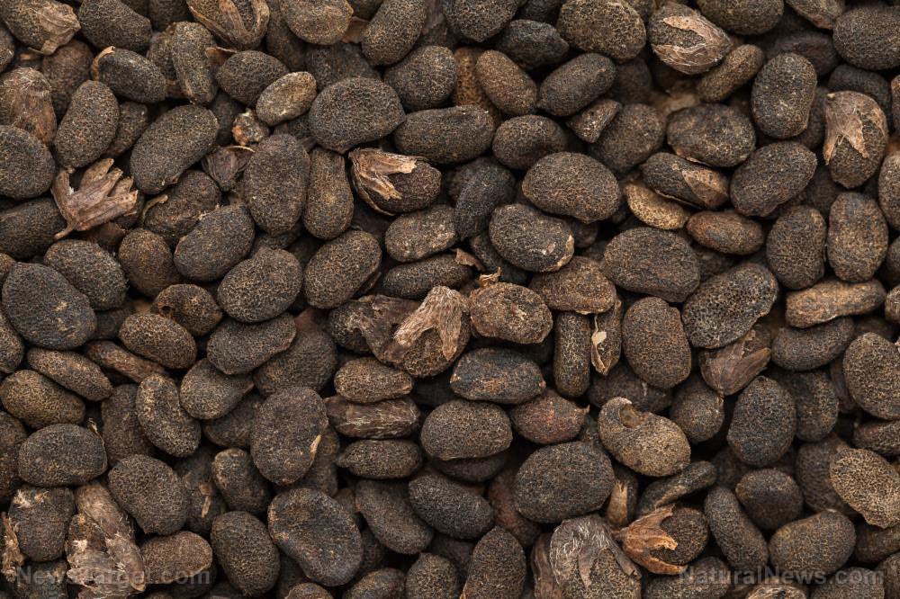 Used for thousands of years in TCM, Psoralea corylifolia treats a variety of diseases from heart disease to cancer