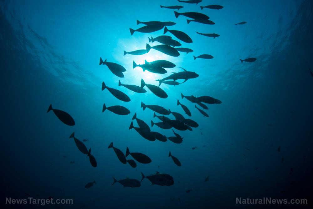 Arsenic is toxic to humans, but these microbes live and breathe it