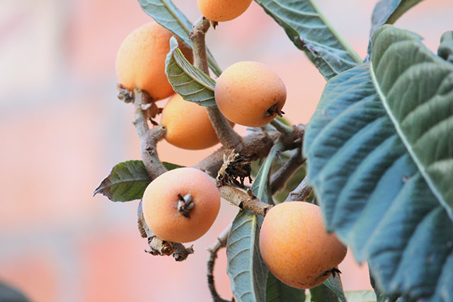 Loquat, native to many regions in Asia, exhibits anti-diabetes properties