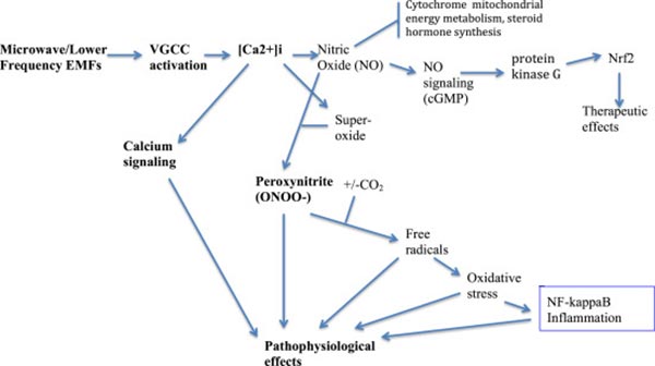 process of emf damage