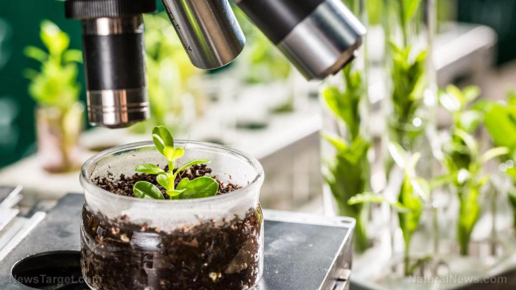 How do bacteria populations travel through soil layers?