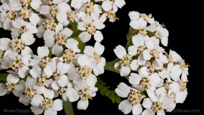 Yarrow herb is stronger than DEET at repelling mosquitos and ticks, and it's completely non-toxic