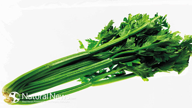 Be A Celery Lover: It Reduces Inflammation, Aids Digestion, Lowers High Blood Pressure and Combats Cancer