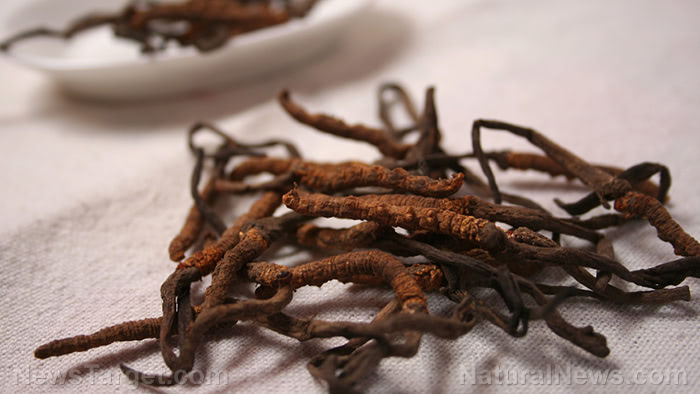 Cordyceps: A strange fungi packed with a lot of health benefits
