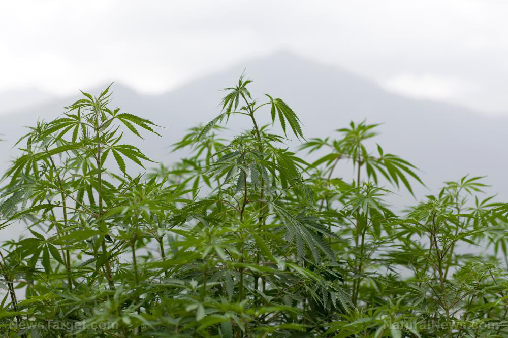 Study finds cannabis flavonoids help fight pancreatic cancer