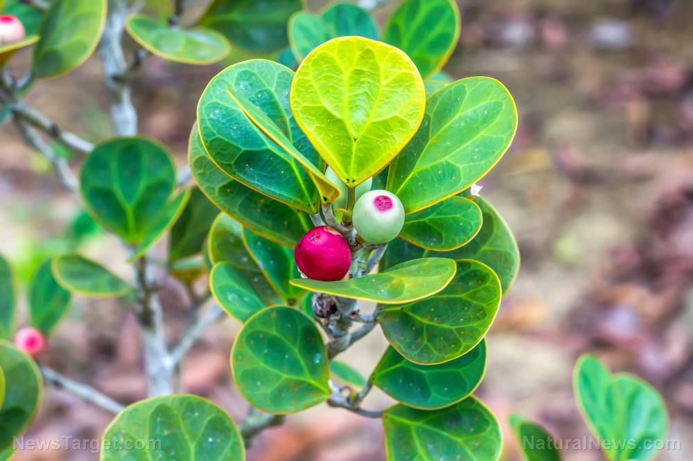 Mistletoe being considered as an alternative treatment for cancer