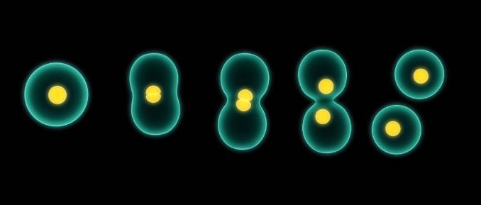 Insight Into the Inheritance of Epigenetic Marks