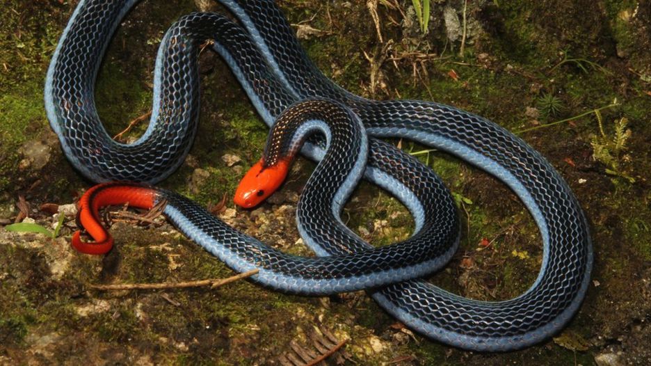Venom from the world’s deadliest snakes could be used for pain relief
