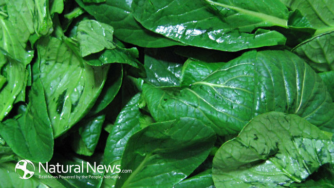 Maximize Your Plant Based Protein Intake With These Top 5 Plants