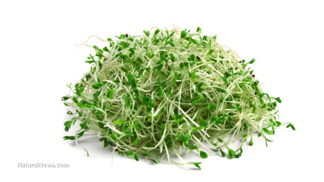 Study finds broccoli sprouts help detoxify the body