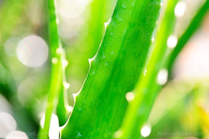The aloe vera miracle: A natural medicine for cancer, cholesterol, diabetes, inflammation, IBS, and other health conditions
