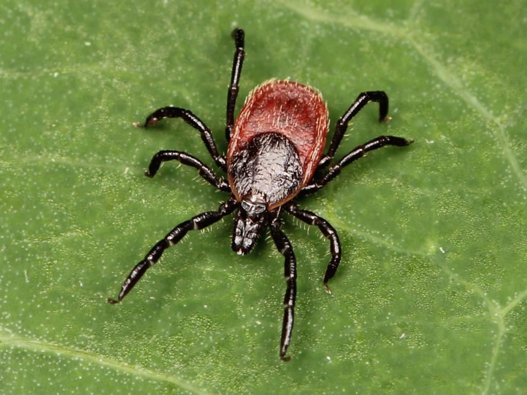 A biocentric approach is key to curing Lyme disease naturally