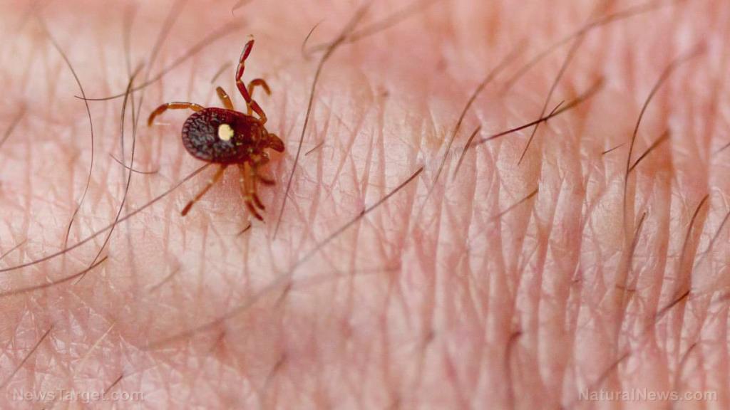 Treat Lyme disease naturally without toxic antibiotic drugs