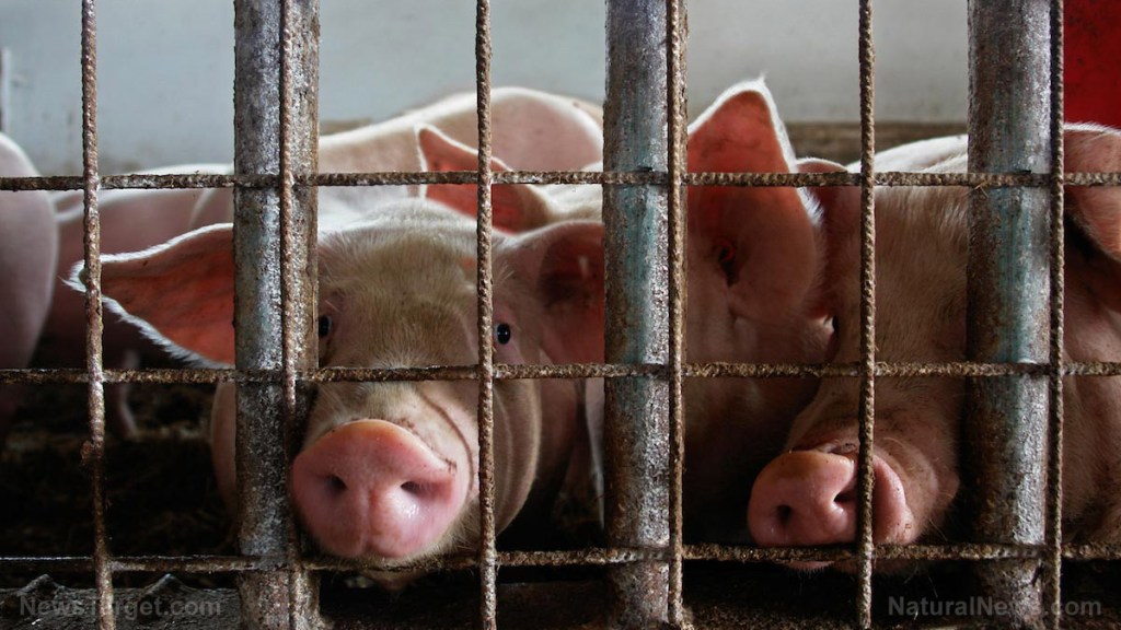 FDA approves genetically engineered pigs for food and medicine