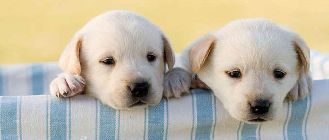 Dogs Exposed to BPA Give Us Epigenetic Clues About Our Own Wellbeing