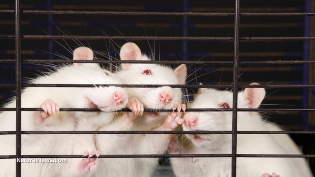 FDA to Approve Genetically Engineered Animals; Treat Them as Corporate Intellectual Property