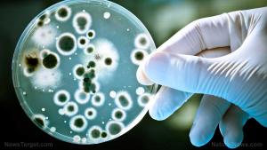 http://bit.ly/obsession-with-killing-microorganisms-is-dangerous-for-humans-and-planet-scientist-warns