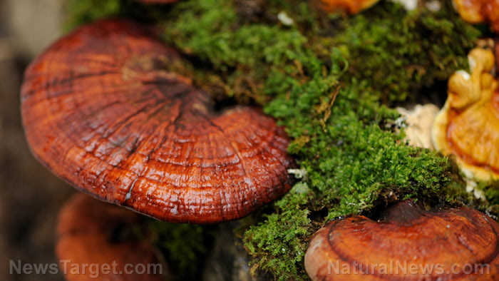 Reishi mushrooms: traditional medicine for cancer, diabetes and more
