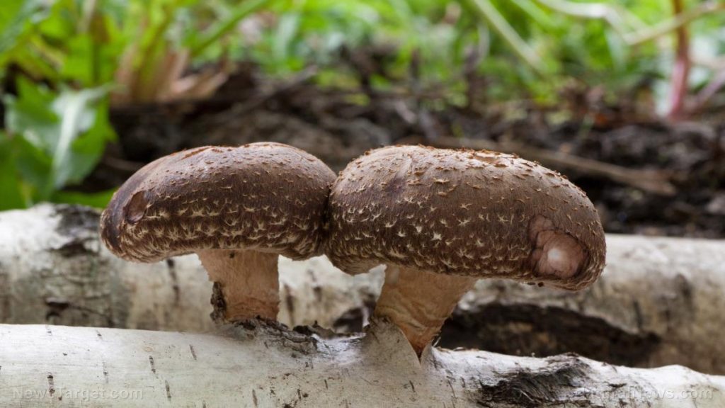 Eat more mushrooms for a healthier brain
