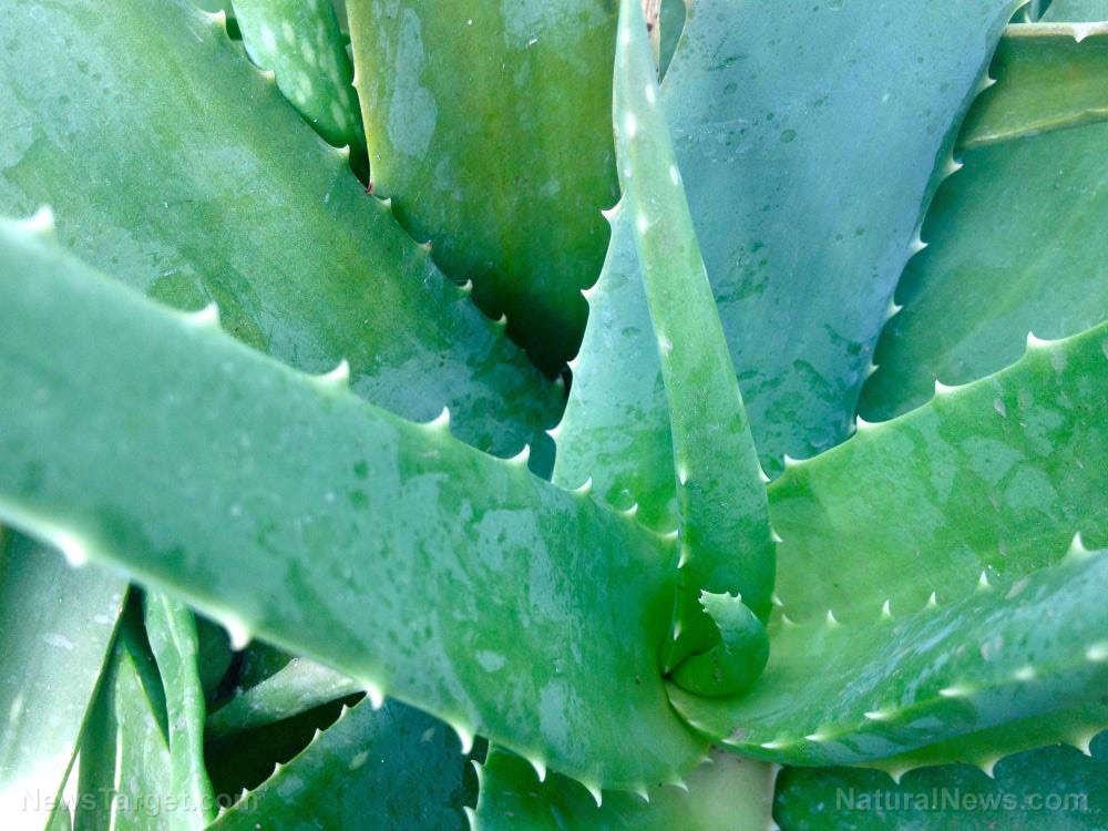 Researchers look at aloe rabaiensis – a lesser-known but equally medicinal aloe species