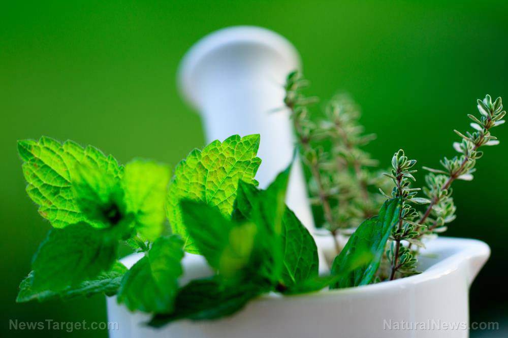 Researchers evaluate the antidiabetic activity of Mentha arvensis (wild mint)
