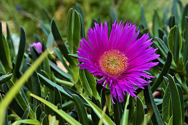Hottentot fig, a medicinal plant from South Africa, can treat common ailments without causing blood toxicity