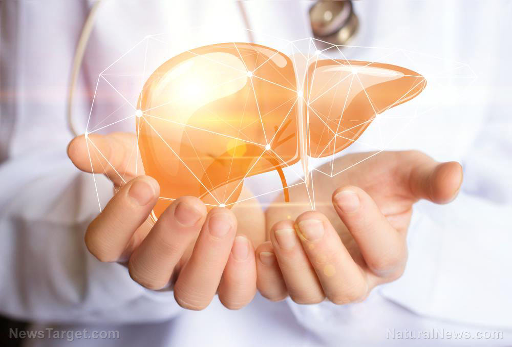 Baicalin treatment found to have hepatoprotective effects on acetaminophen-induced liver injury