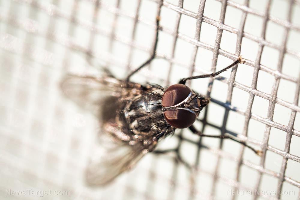 Neglected tropical diseases are getting neglected even more because of coronavirus