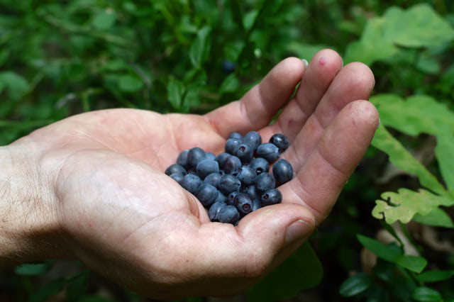 Foraging wild edibles: Berry basics to help identify what’s safe and what isn’t