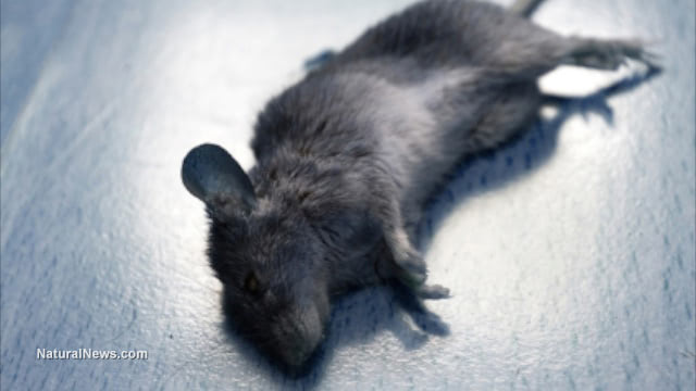 Scientific fraud? DuPont study deliberately hid toxic effects of GMOs fed to rats