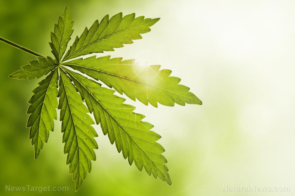 marijuana-leaf-cannabis-plant-hemp-isolated-joint