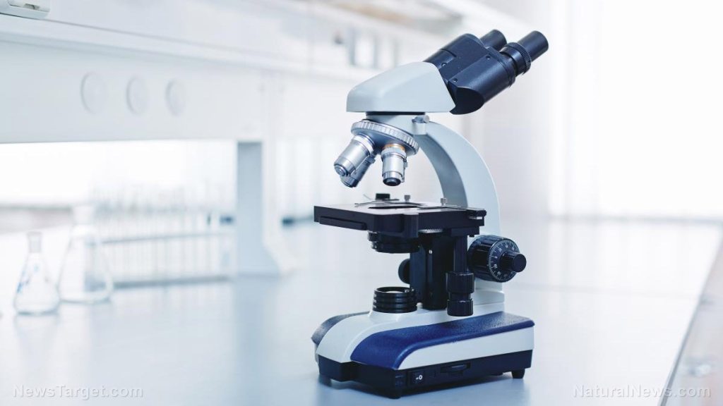 Study shows cuttlefish can also pass “marshmallow test” designed for children