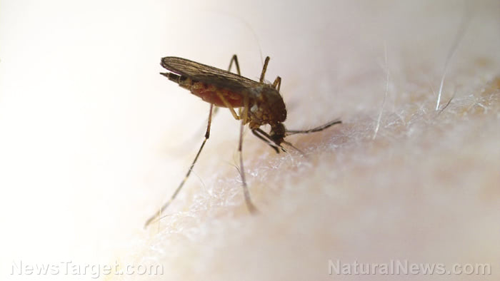 WHO: Artemisinin is a powerful remedy against malaria